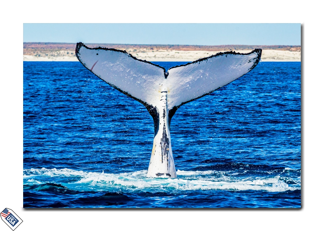 Majestic Whale Tail - Oceanic Elegance Wall Art