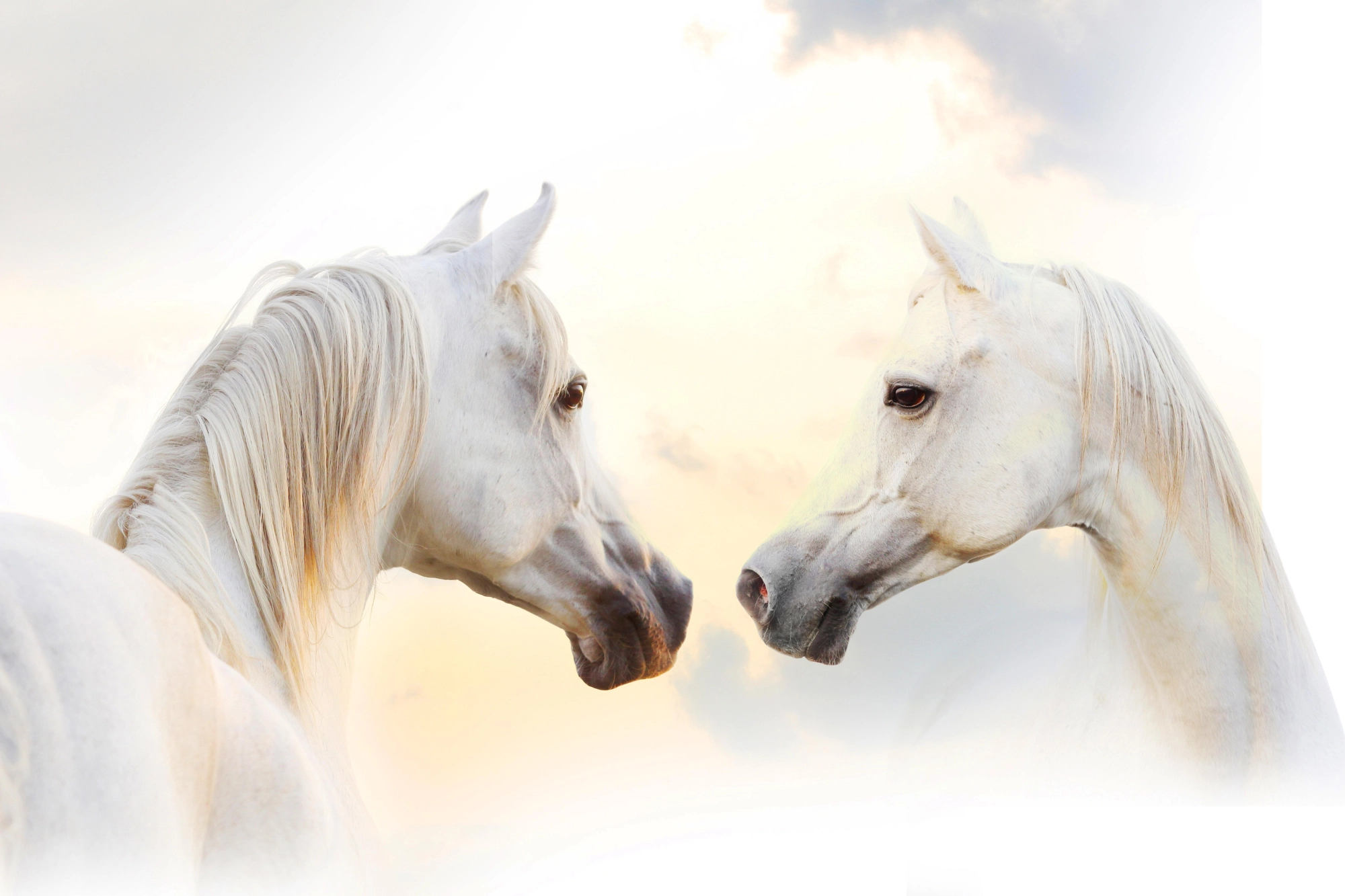 Ethereal Connection - Grace of White Horses