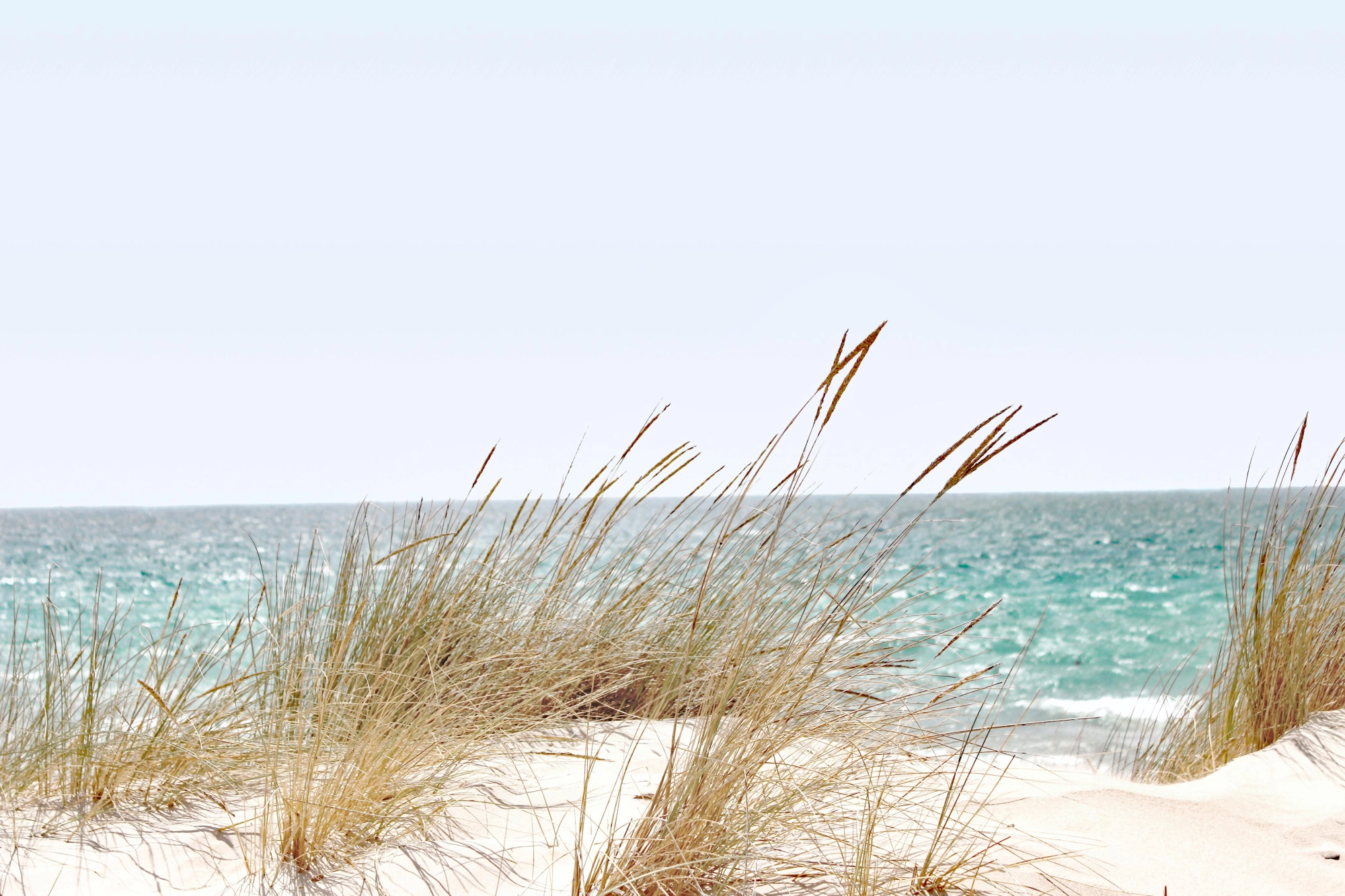 Gentle Breeze - Beach Grass and Ocean Waves